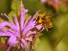 bumble bee